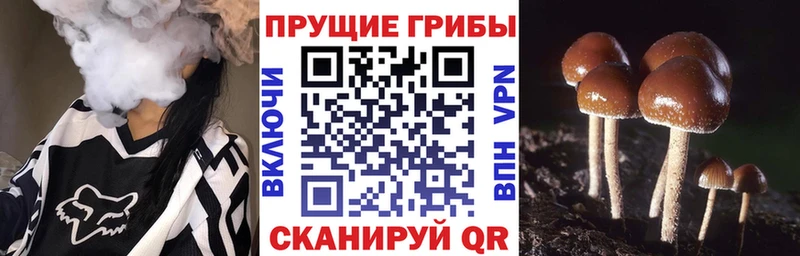 мега вход  Сурск  Галлюциногенные грибы GOLDEN TEACHER 
